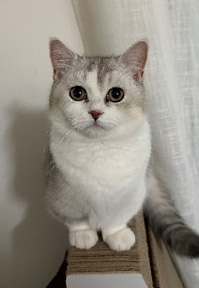 �ݷ����� ����(�� ����) �������