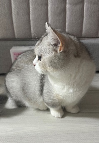 �ݷ����� ����(�� ����) �������